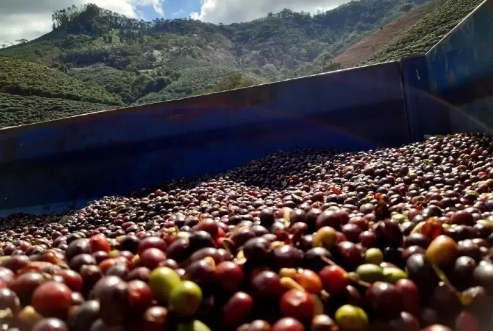 Safra de café em Minas Gerais avança com expectativa de recuperação produtiva e pressão nos preços