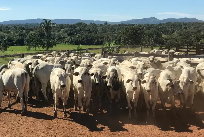 Sanidade animal em Goiás ganha reforço após reconhecimento internacional de área livre de febre aftosa