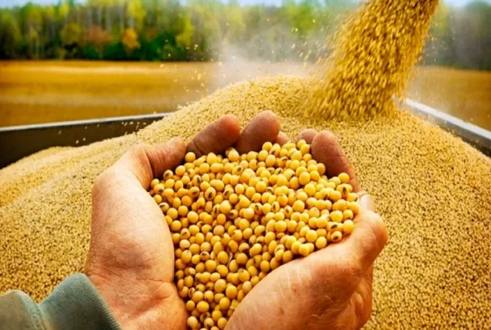 Compra de sementes de soja desacelera no Brasil diante de custos elevados, crédito restrito e incertezas para a safra 2026/27