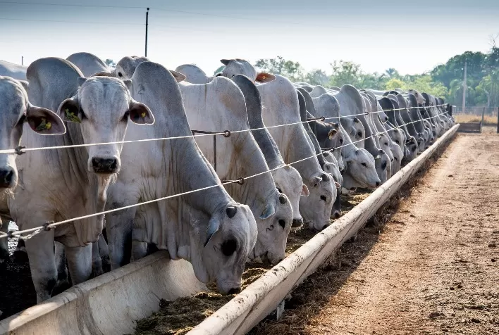 Pecuária intensiva avança no Brasil e estudo da Cargill analisa recorde de 2,7 milhões de animais confinados
