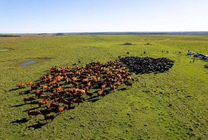 Estância Guarita aposta em genética inédita e alta valorização do Brangus na ExpoBrangus 2026