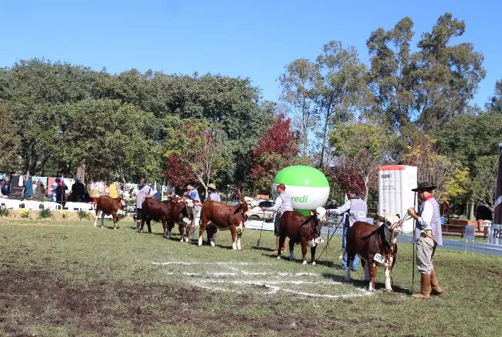 Exposição de Outono em Uruguaiana destaca genética Hereford e Braford e movimenta pecuária gaúcha