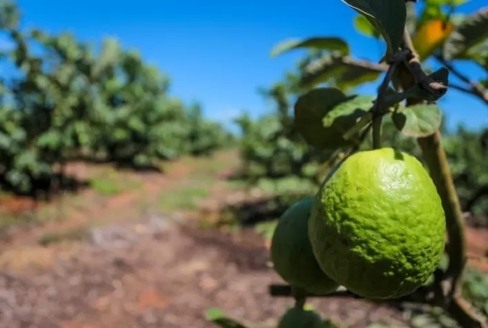 São Paulo amplia produção de goiaba e consolida Jaboticabal como polo nacional da fruta