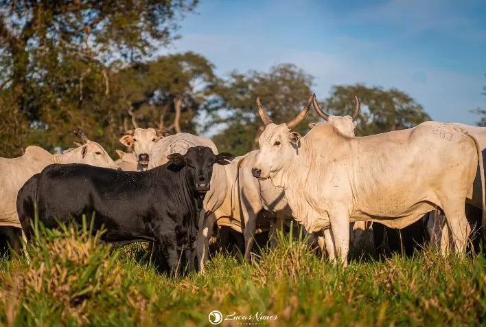 Dia de Campo em MS destaca genética Nelore e produção de carcaça premium na pecuária brasileira