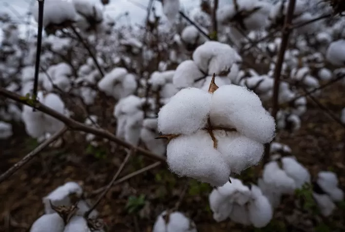 Ácaros ameaçam produtividade da soja e do algodão no Brasil e exigem manejo eficiente no campo