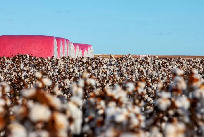 Algodão brasileiro acelera exportações e se aproxima de recorde histórico, enquanto USDA pressiona mercado internacional