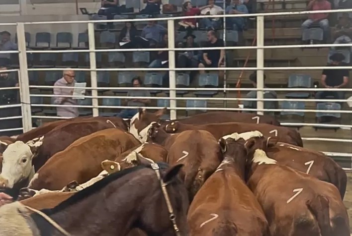 Pecuária vive ciclo de valorização e impulsiona demanda por genética bovina no Brasil