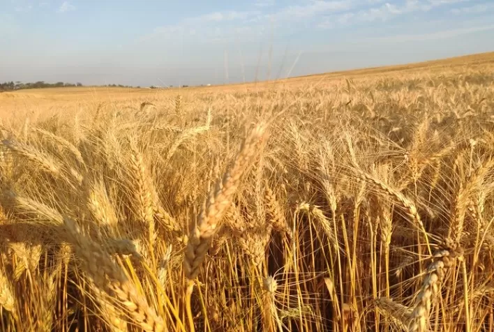 El Niño 2026 deve aumentar umidade dos grãos e elevar risco de perdas na safra de inverno no Sul