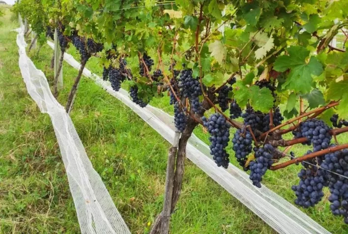 Campanha Gaúcha consolida avanço dos vinhos finos com identidade regional e formação técnica