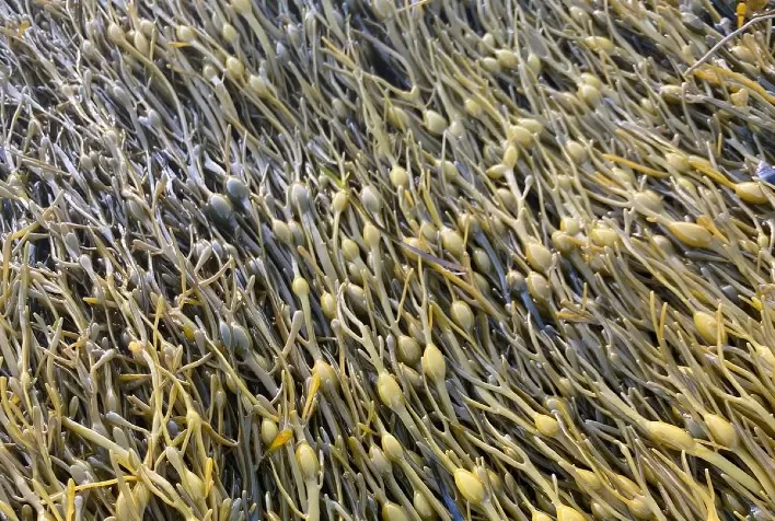 Bioestimulantes ganham espaço nos pomares e ajudam frutas a resistirem ao estresse climático