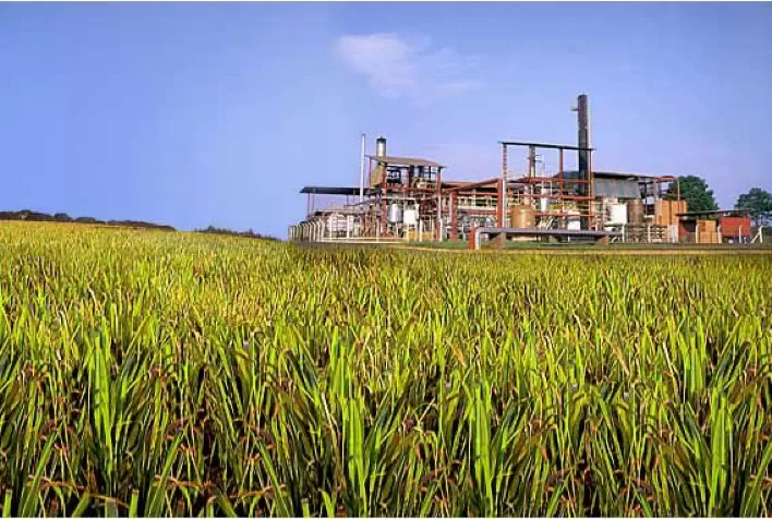 Safra de cana 2026/27 deve crescer 5,3% e amplia pressão por eficiência no campo e nas usinas
