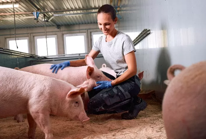 Ambiência nas granjas vira fator estratégico para reduzir doenças e elevar produtividade na suinocultura