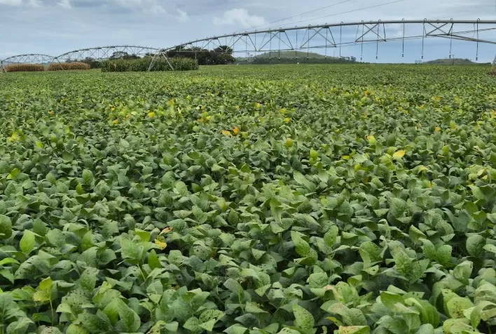 Mercado de bioinsumos entra em fase de consolidação e já movimenta até R$ 6 bilhões no agro brasileiro