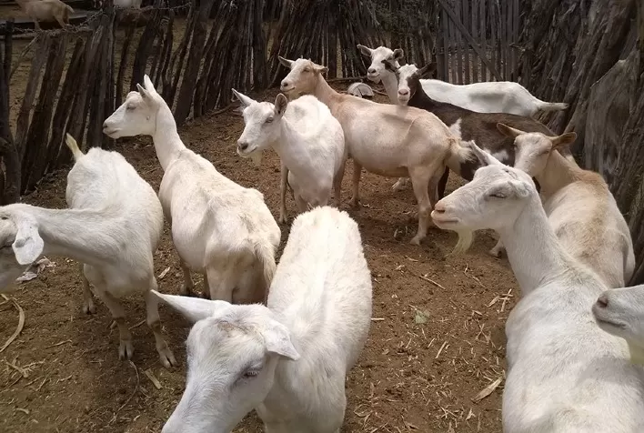 Guia da Embrapa orienta produtores de caprinos na prevenção de doenças e reforça biosseguridade no campo