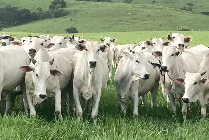 Arroba do boi gordo recua em parte do Brasil com pressão de oferta e mercado atento às exportações