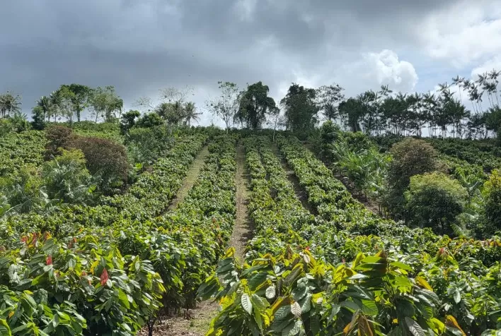 Belterra Agroflorestas capta investimento inédito e acelera expansão de modelo agroflorestal com foco em cacau e carbono