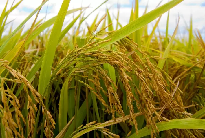 Mercado de arroz ganha sustentação com safra menor e oferta controlada, aponta Itaú BBA