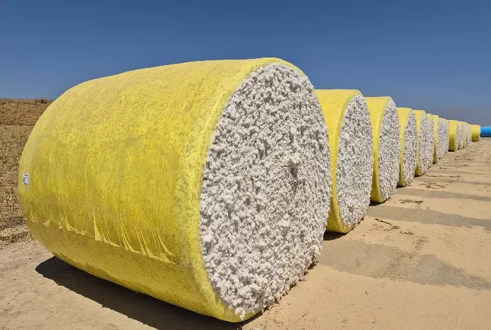 Algodão ganha força no mercado global com risco climático nos EUA e exportações aquecidas do Brasil