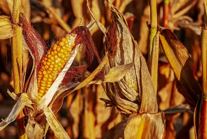 Clima irregular preocupa agronegócio e eleva risco para milho safrinha, aponta relatório do Itaú BBA