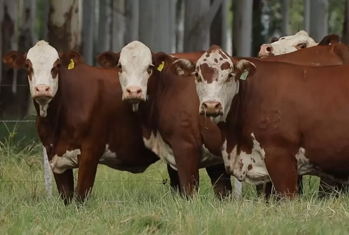 Leilão Matrizes da Fronteira deve movimentar mercado de genética bovina com 300 ventres na ExpoBrangus 2026