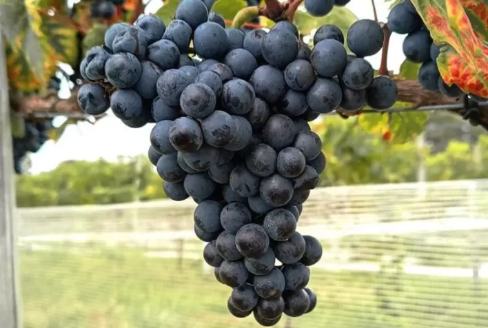 Enologia de precisão ganha espaço no Brasil e impulsiona nova era da produção de vinhos