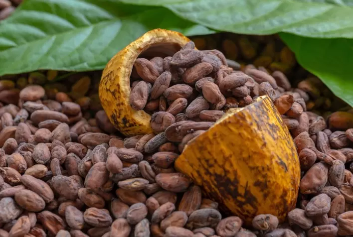 Lei do Cacau 2026 muda regras do chocolate no Brasil, pressiona indústria e fortalece rastreabilidade na cadeia produtiva