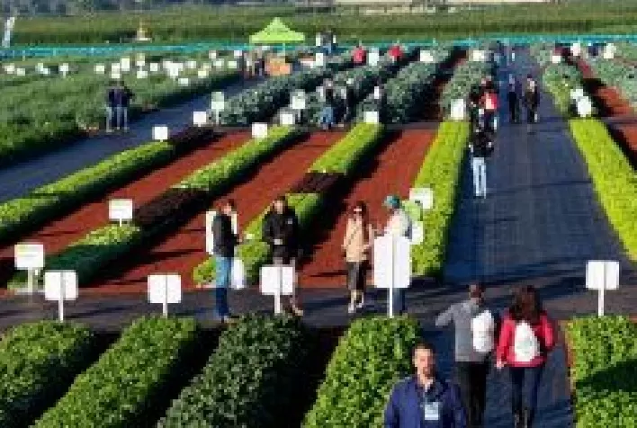 Open Field Day 2026 celebra 20 anos como vitrine de inovação em hortaliças no Brasil