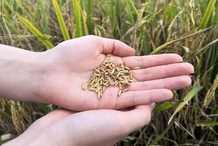 SindArroz-SC alerta que importação em cenário de superoferta ameaça mercado do arroz brasileiro