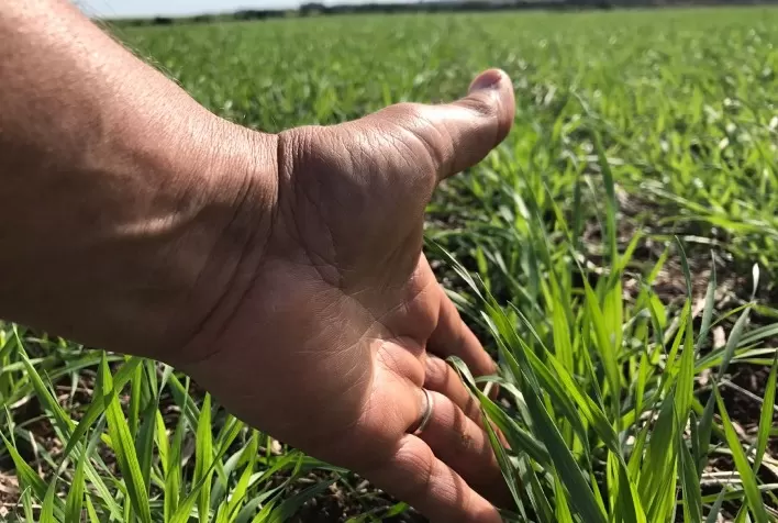 Trigo pode ganhar até 423 kg por hectare com manejo fisiológico em cenário de El Niño