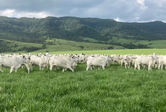 Boi gordo recua em São Paulo com aumento da oferta e consumo enfraquecido de carne bovina