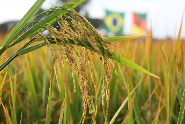 Federarroz cobra apoio emergencial ao agro gaúcho e defende tratamento diferenciado para produtores do RS