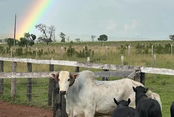 Pecuária de precisão no Mato Grosso do Sul: genética, cruzamento Nelore-Angus e confinamento elevam valor da produção