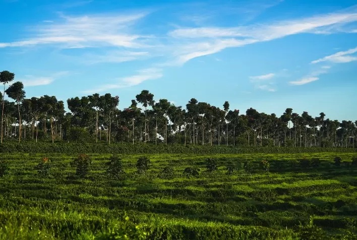 Cerrado Mineiro lança nova marca global na World of Coffee Brussels 2026 e reforça liderança no mercado de cafés especiais