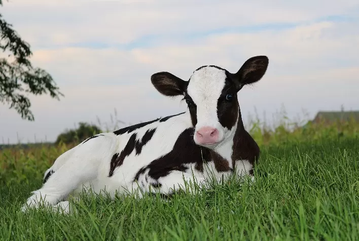 Prevenção em bezerras reduz perdas de até R$ 1 mil por animal e aumenta rentabilidade na pecuária leiteira