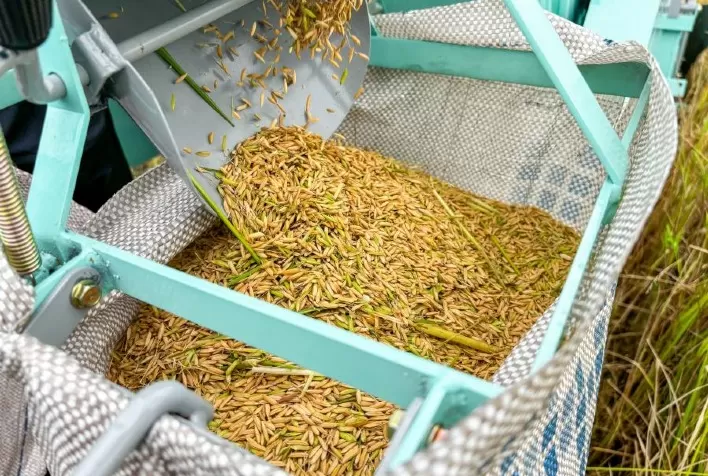 Produção de arroz em Alagoas cresce 41% em três anos e fortalece rizicultura no Baixo São Francisco