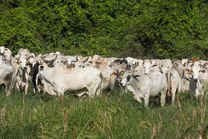 Prazo da Declaração de Rebanho 2026 em Goiás termina neste domingo e pecuaristas devem regularizar cadastro