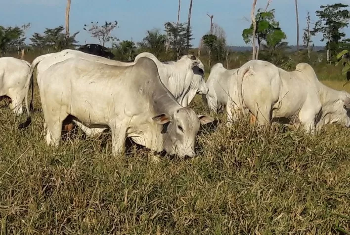 Transição águas-seca exige planejamento nutricional para evitar perdas na pecuária de corte