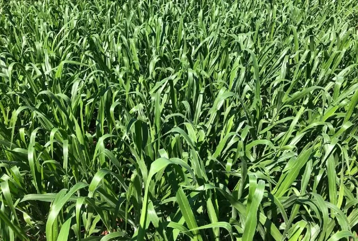Híbridos de braquiária avançam no mercado forrageiro e ganham espaço na pecuária brasileira