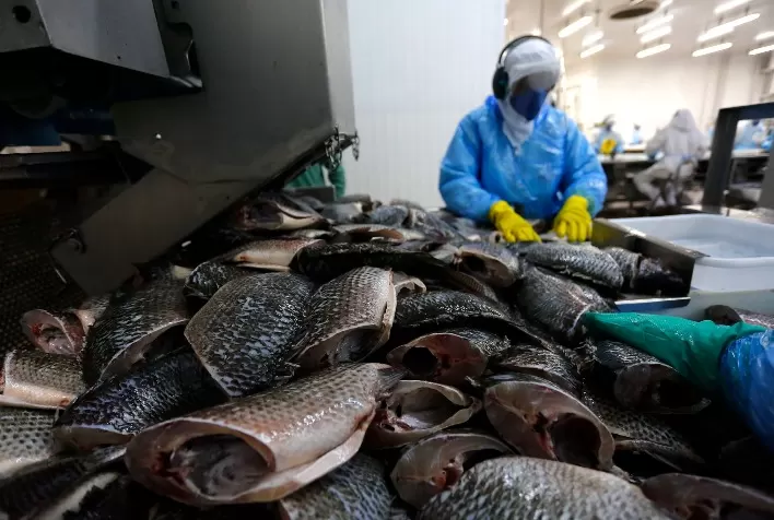 Exportações de tilápia do Paraná caem 54% em 2026 e acendem alerta para dependência do mercado dos EUA