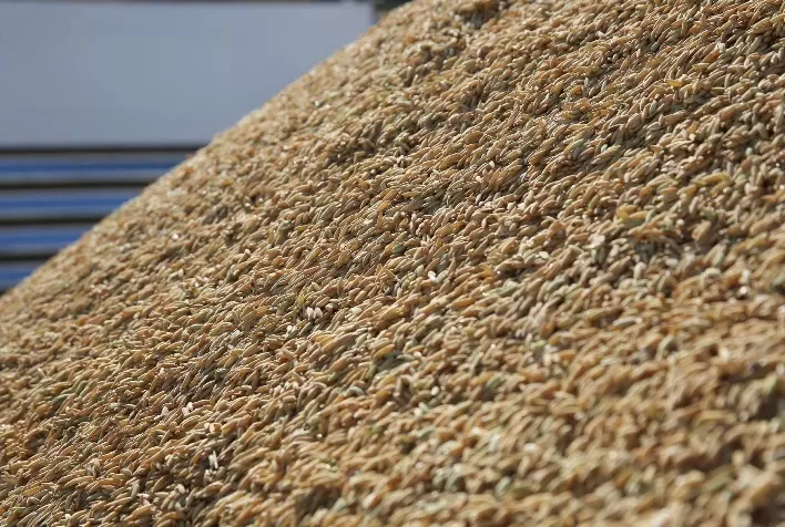Vendas de arroz no Rio Grande do Sul perdem ritmo após colheita e leilões da Conab