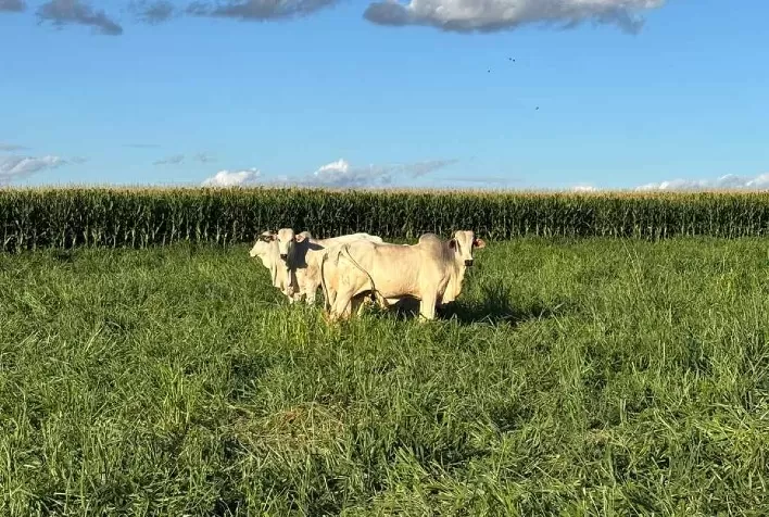 Integração Lavoura-Pecuária na safrinha pode maximizar uso de pastagens e elevar rentabilidade no agro