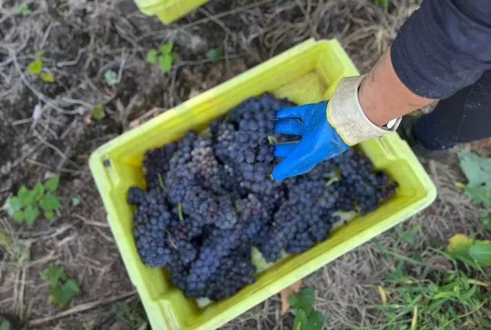 Uva Merlot de Monte Belo do Sul conquista prêmios internacionais e reforça excelência da vitivinicultura da Serra Gaúcha