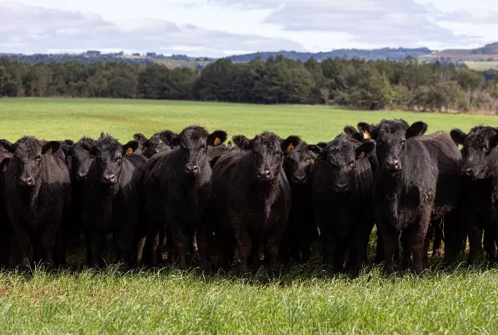 DATAGRO lança novo indicador do boi gordo no Rio Grande do Sul e amplia cobertura do mercado pecuário