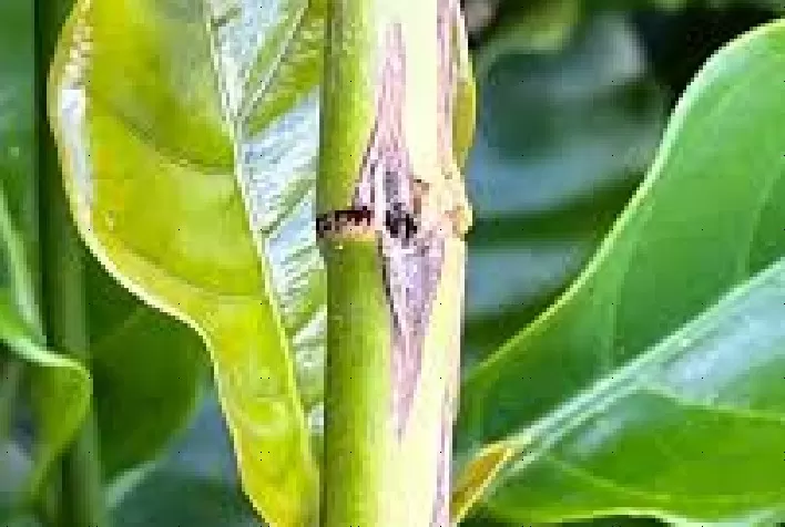 Broca-da-haste avança nas lavouras de café Conilon e acende alerta para produtores