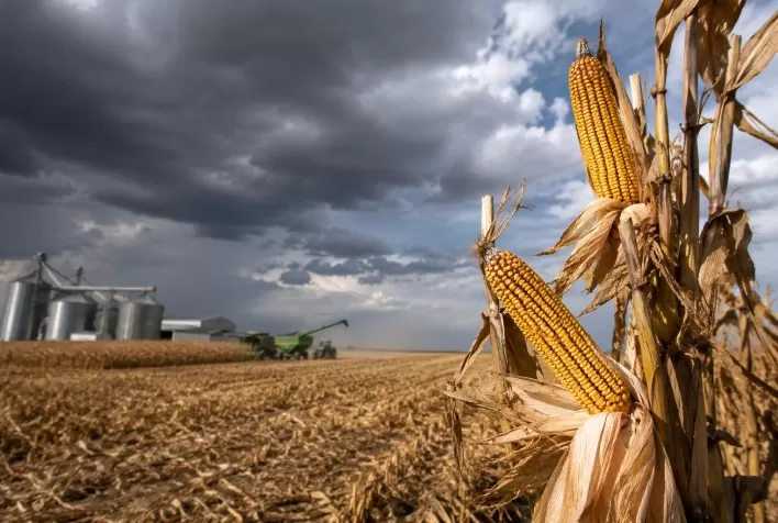 Incertezas sobre El Niño freiam vendas antecipadas de milho em Mato Grosso para a safra 2026/27