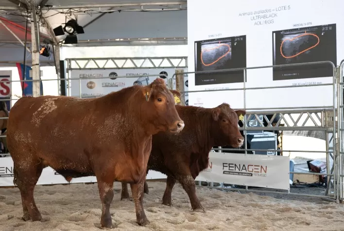 Produção de terneiros e melhoramento genético são destaque em fórum da Fenagen 2026 no Rio Grande do Sul