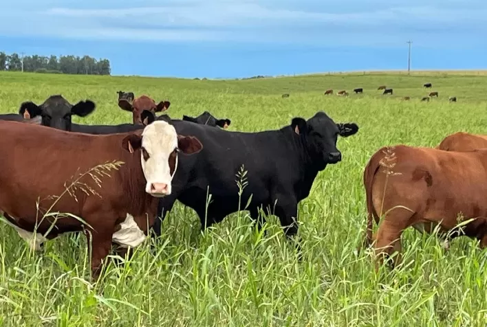 Pecuária global vive escassez de oferta e Brasil ganha protagonismo no mercado de carne bovina