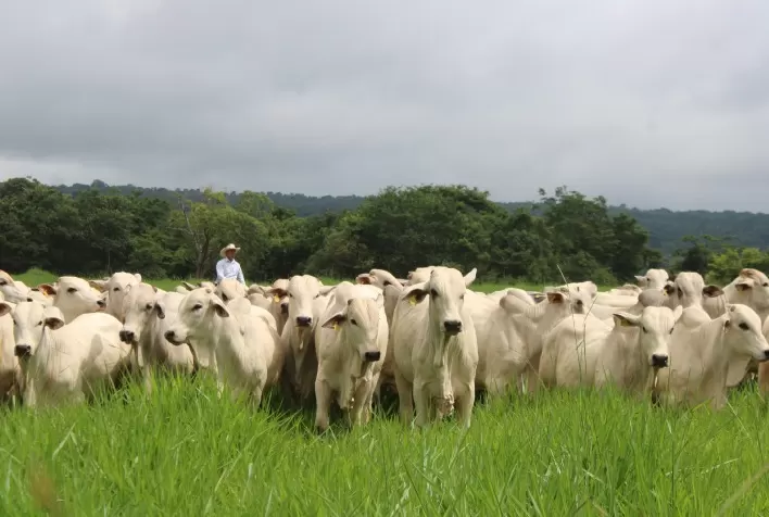 Bem-estar animal se torna fator estratégico para acesso a mercados e competitividade do agronegócio brasileiro