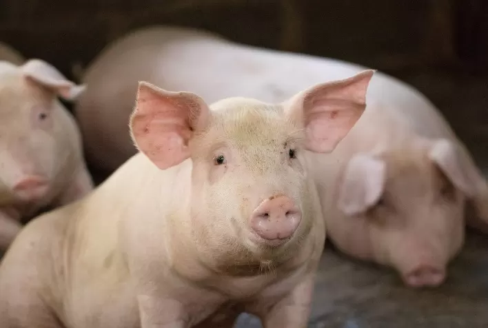 Manejo alimentar na suinocultura é decisivo para desempenho na fase de crescimento e terminação