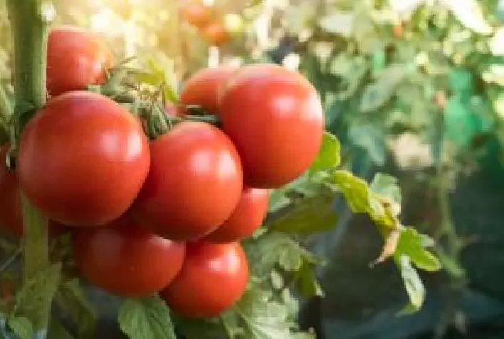 IHARA destaca eficiência no manejo fitossanitário na Hortitec 2026 com foco em produtividade no campo
